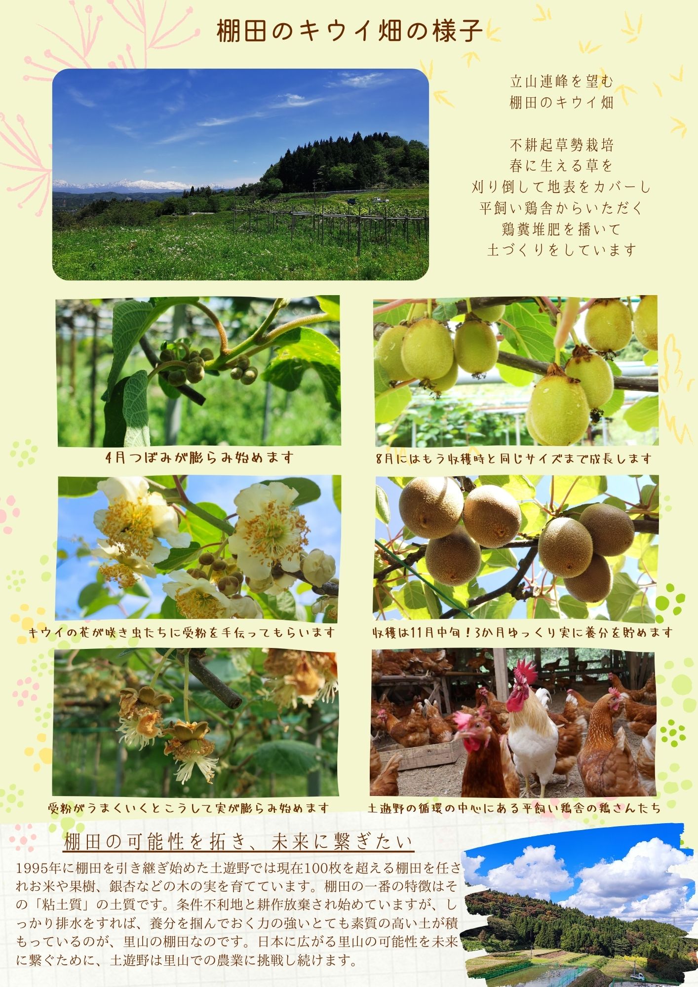 令和7年産 棚田の有機キウイフルーツ 800g(S~M混合)<安心安全な栄養たっぷり果物の王様!>