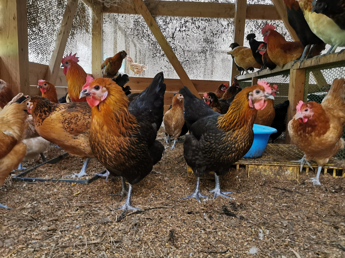 【ワクチンフリー】平飼い卵 16個入り(Sサイズ)〈パック入り〉