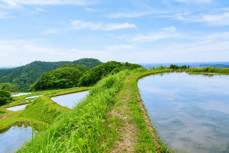 棚田米