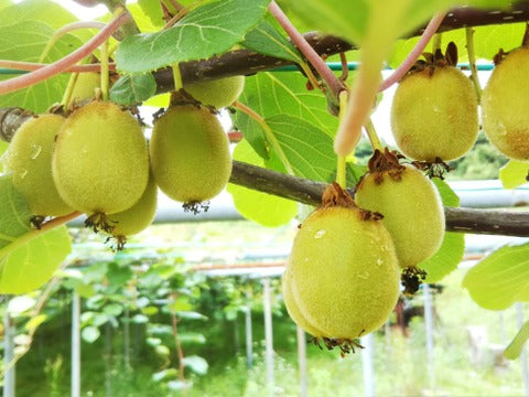 令和７年産 棚田の有機キウイフルーツ 800g（S～M混合）<安心安全な栄養たっぷり果物の王様！>