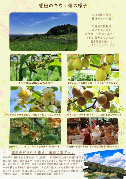 令和７年産 棚田の有機キウイフルーツ 2㎏（S～M混合）<安心安全な栄養たっぷり果物の王様！>