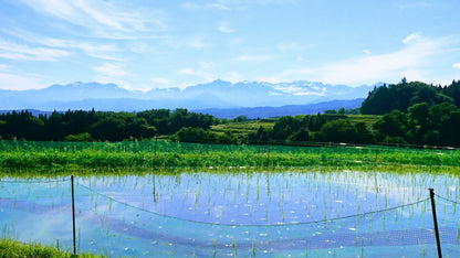 《令和7年産定期便》土遊野の有機米ミルキークイーン「里山の麓・自然栽培」