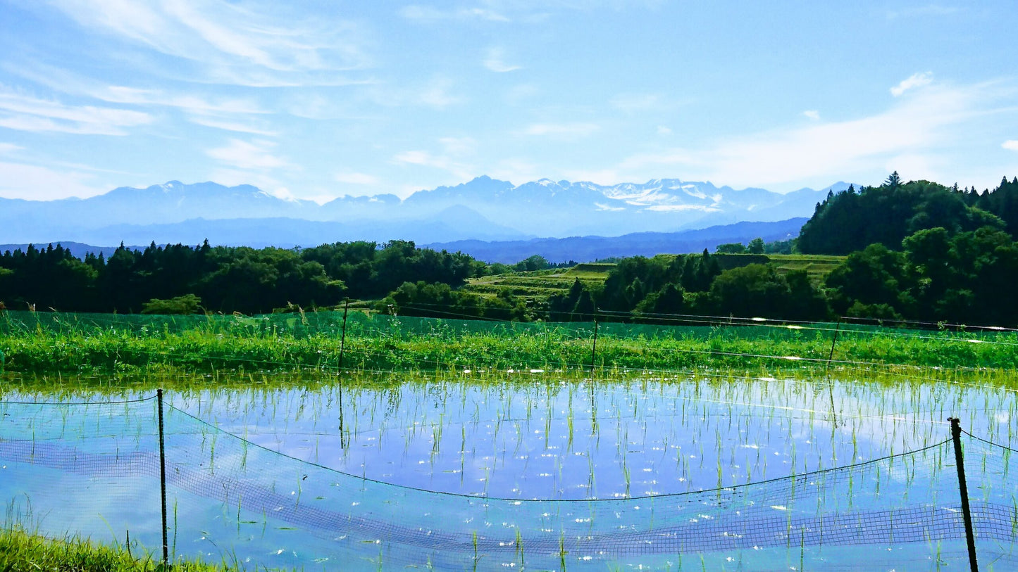 【令和7年産】土遊野の有機米イセヒカリ「棚田-tanada-」 〈2㎏・6㎏・10㎏・24kg〉