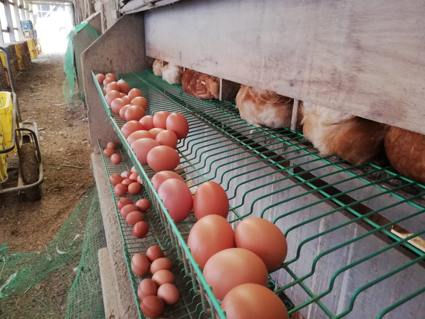平飼い卵　16個入り〈パック入り〉