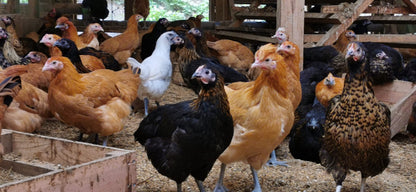 【ワクチンフリー】平飼いアローカナ卵　16個入り（Sサイズ）〈パック入り〉