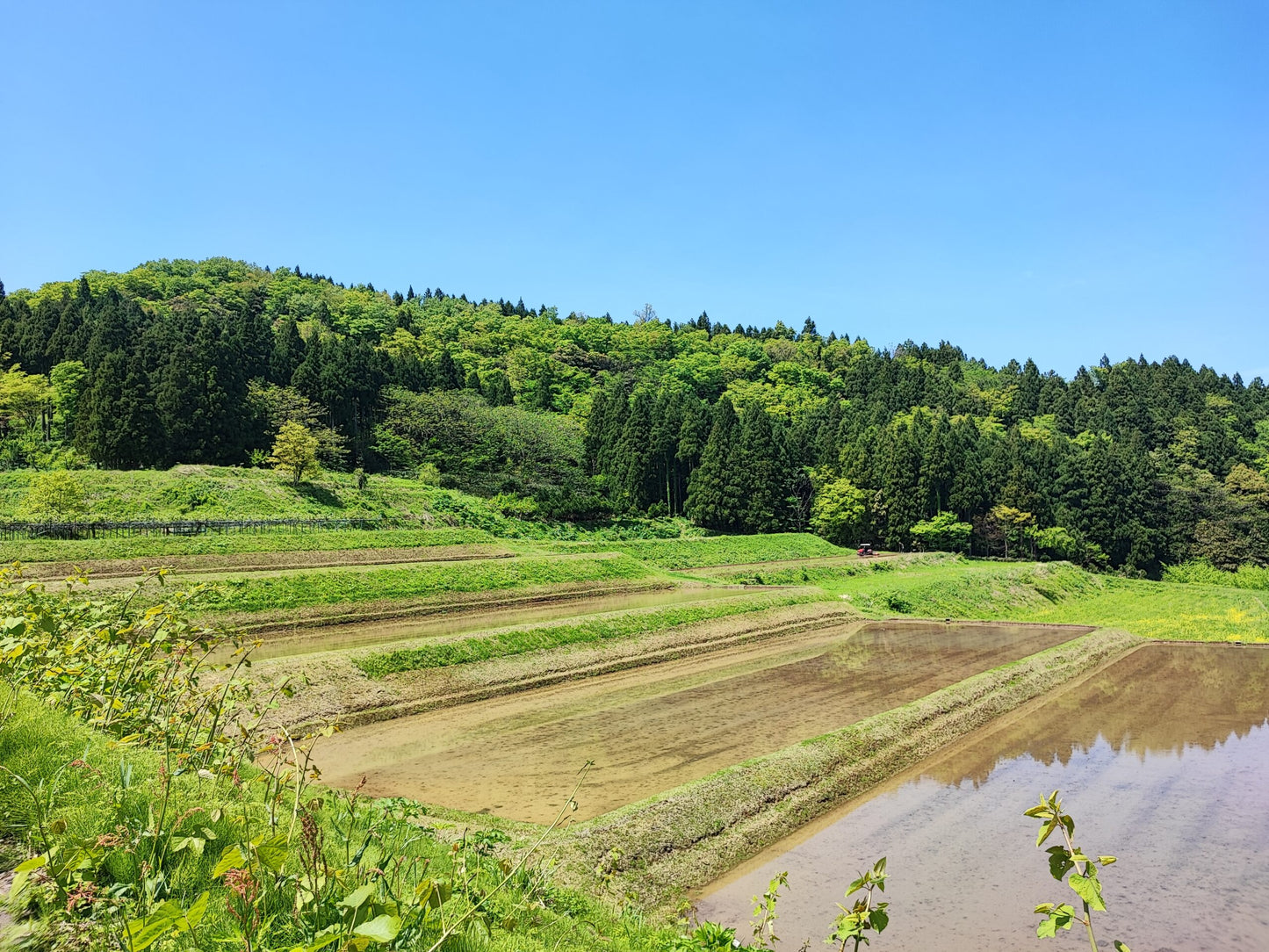 《令和7年産定期便》土遊野の有機米コシヒカリ「里山の麓」