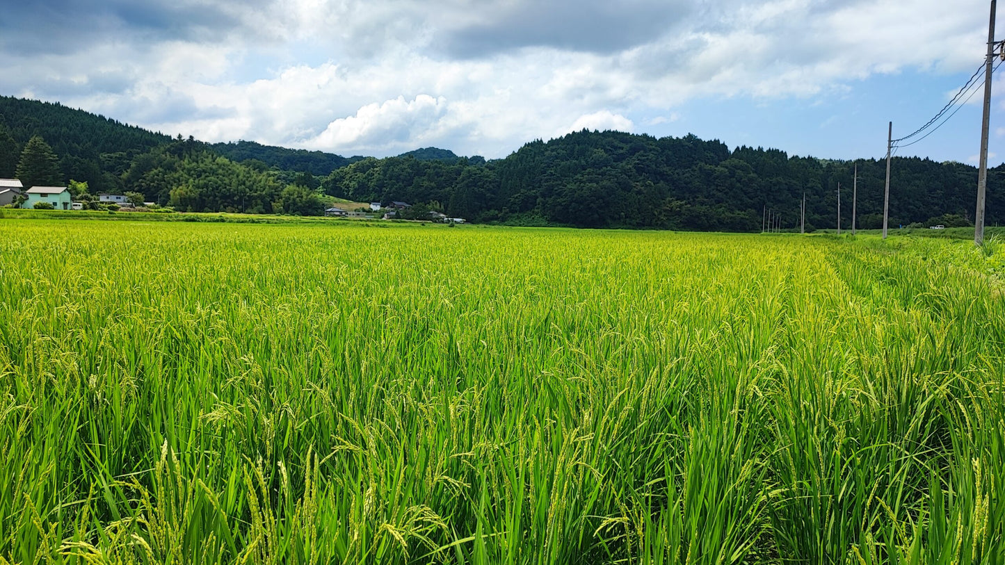 《令和7年産定期便》土遊野の有機米イセヒカリ「里山の麓・自然栽培」