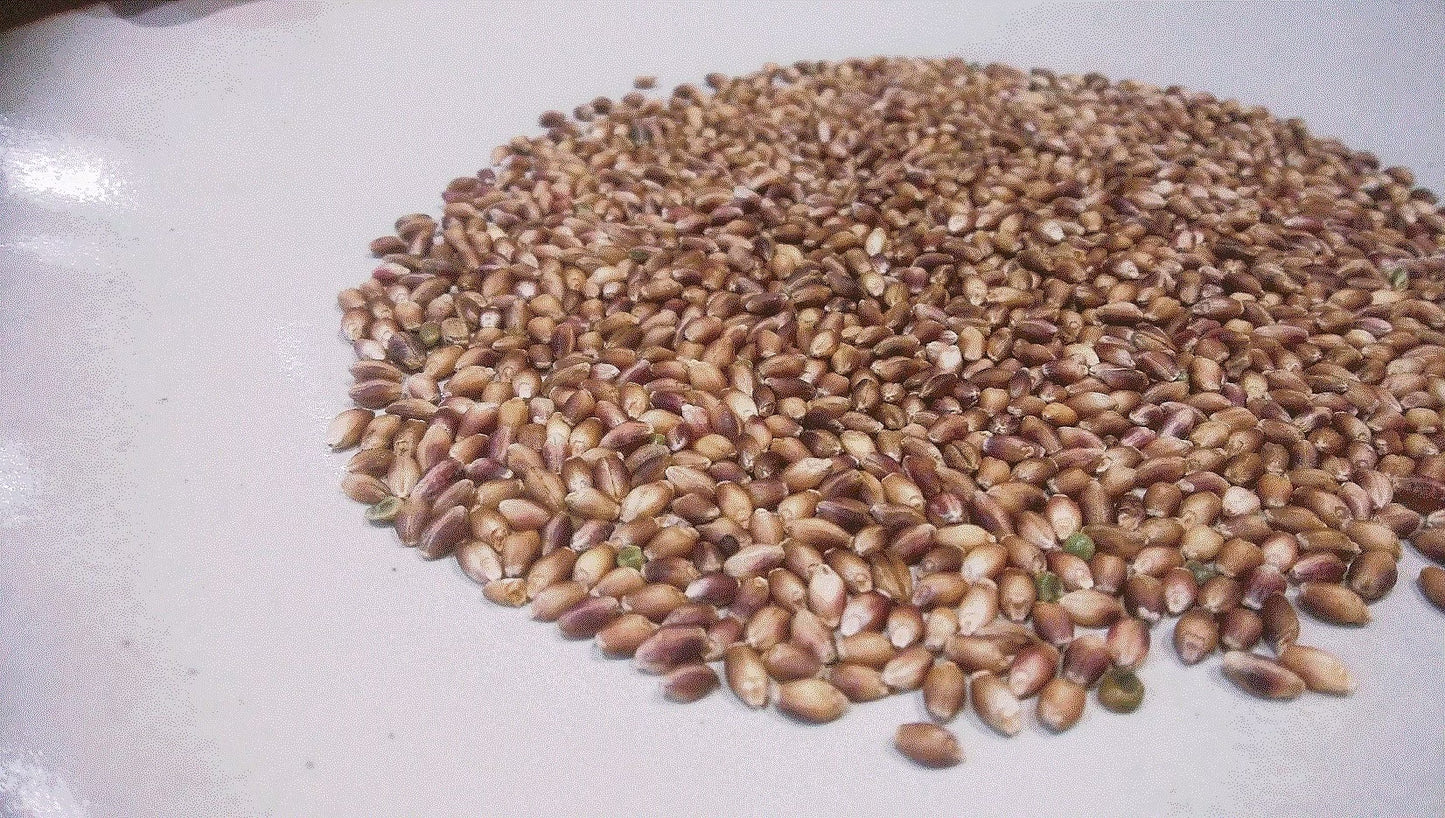 ダイシモチ麦 1kg