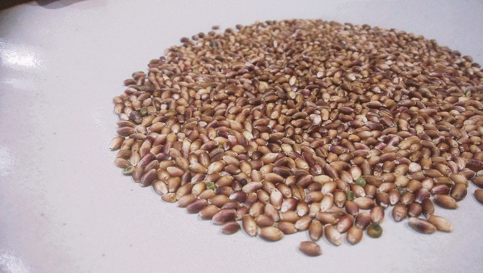 ダイシモチ麦 1kg