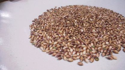 ダイシモチ麦 1kg